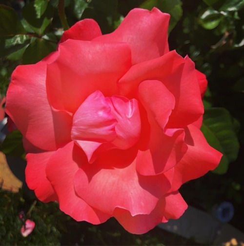 Roses (at Hacienda Pèrez-Garcia)