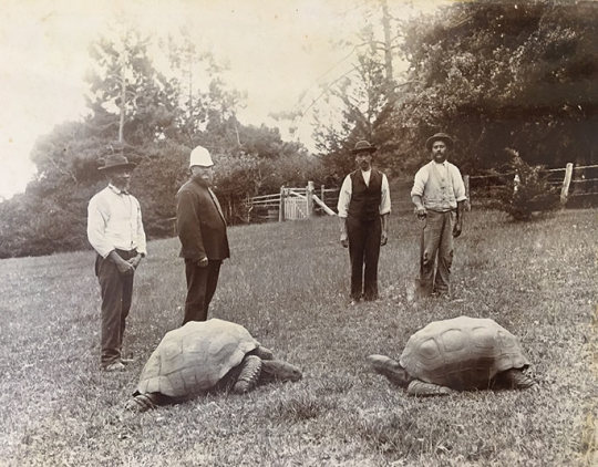 heroofthreefaces:smolbeanholland:vykodlak:Love that he also types like an old man   His name is spelled Jonathan. His birthday is September 4. His age was estimated at the time he was found in 1882. This species matures at around 50 years old and he was