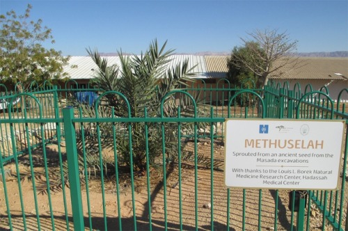 Date palm grown from 2,000-year-old seed is a dad