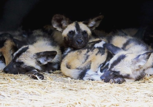 Ever struggled to sleep when sharing a bed? This painted dog pup certainly sympathizes! He and nine 