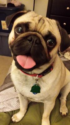 awwww-cute:  Otis, allowing his cute to be