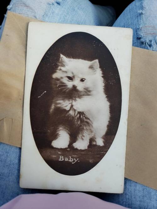 everythingfox: “I found him in an antique store. He is baby.” (Source)