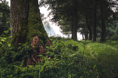 At the edge of the forest, MazoviaNa skraju lasu, Mazowsze