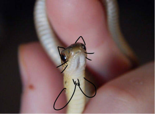 friendly-neighborhood-keri:Sneks!!!