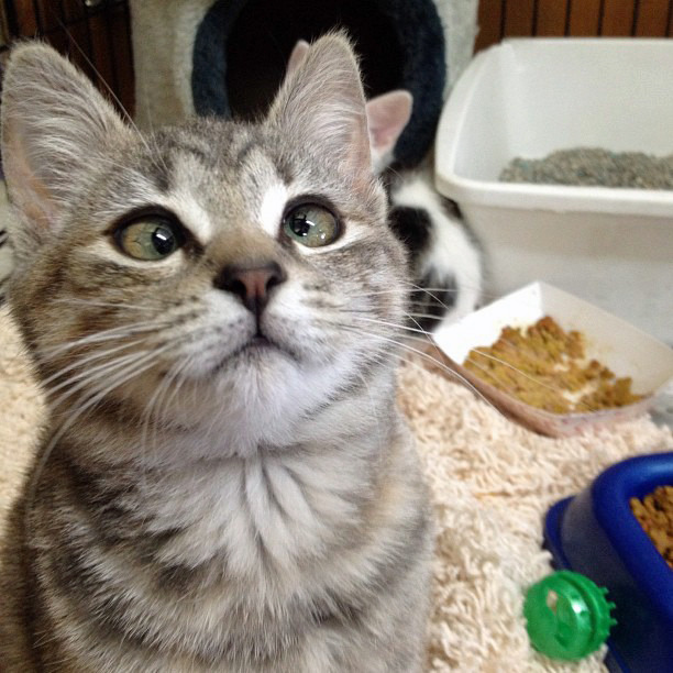 tastefullyoffensive:  Cross-Eyed CatsPreviously: Derpy Cats, Derpy Dogs