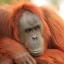 orangutangled