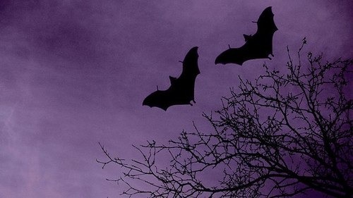 cuteautumn:  all year round autumn/halloween blog! I follow back similar <3