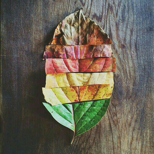 Indie, Hipster, Grunge, Boho, Vintage, Quotes, Words, Gif, Art