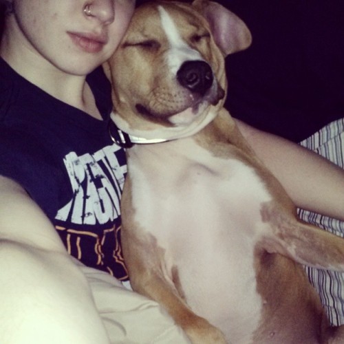 I love Watson cuddles! #pitbull #puppy #thecutest #cuddler