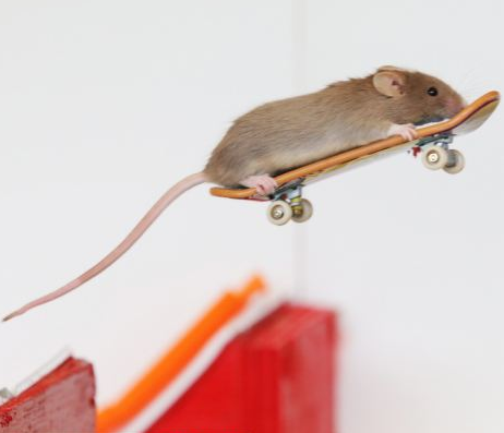 7sunriseoversea:  SKATEBOARDING MICE