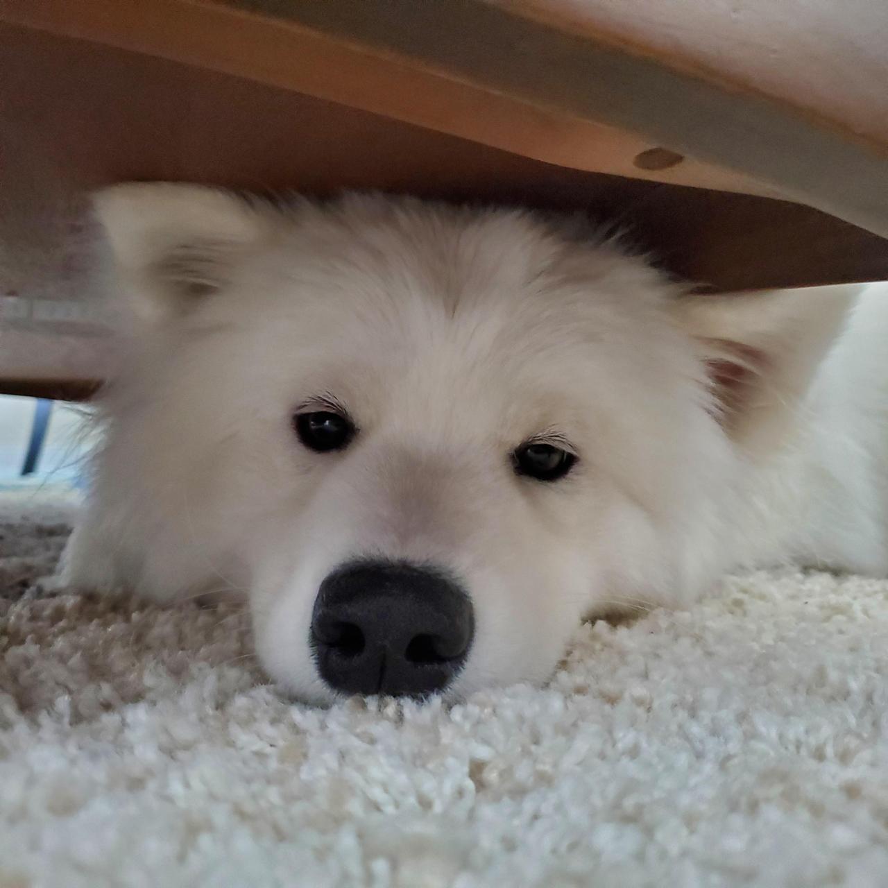 Miku is sad that she has outgrown laying under the table