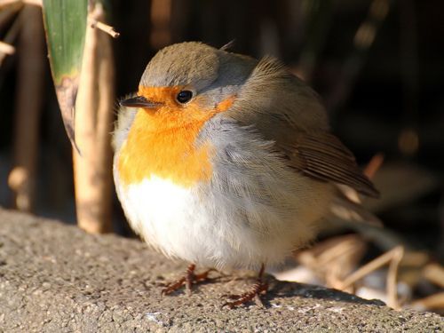 commanderholly:  kinasty:  ex0skeletal:  end0skeletal:  Look at these birbs  Today