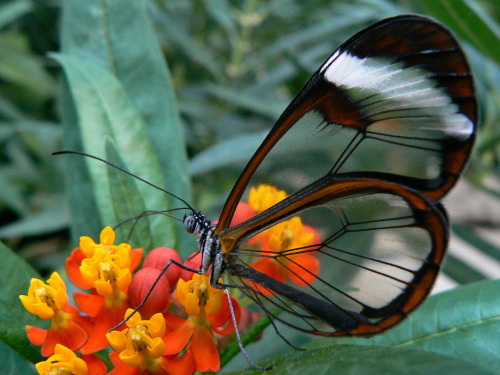 asapscience:  The Glasswinged Butterfly. The pretty creature, who is a native of Mexico and South America, does not lack the tissues that make up a full wing, but rather the coloured scales that other butterflies have. 