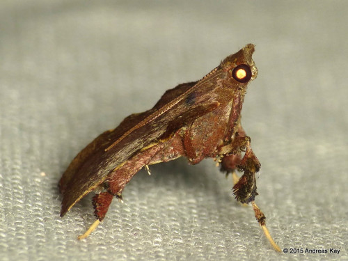 ecuadorlife: Snout Moth, Chrysauginae by Andreas Kay  from Ecuador: www.flickr.com/andreaskay/a