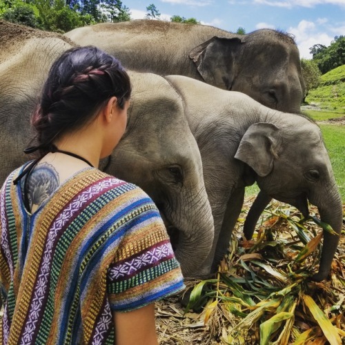 elephants