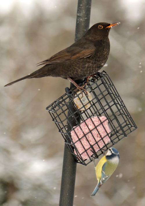 A female blackbird enjoying a snack. 