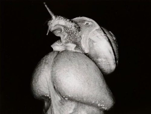 cyberwave:  Nobuyoshi Araki, Erotos (1993) adult photos