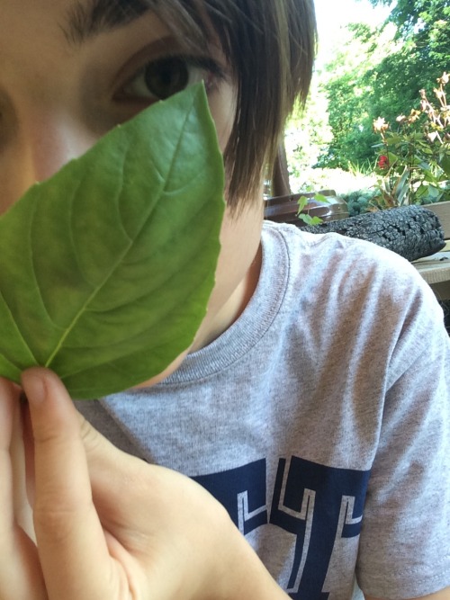 plantlette:  two leaf fans 