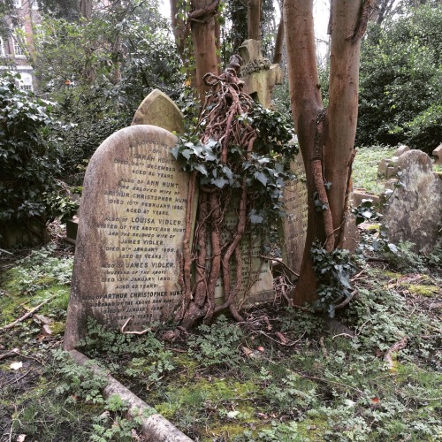 fyodorpavlov:Tea at High Tea of Highgate, and ten a stroll through Highgate Cemetery. It’s been a go