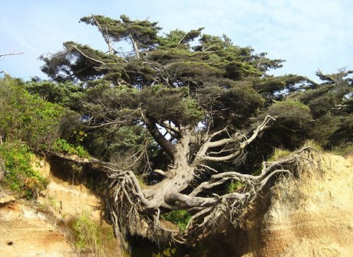 cctvnews:  This is a tree that appears to defy the laws of gravity. Located in the Olympic National Park in the US state of Washington, the tree, which stretches over a large void and is attached to the ground by a few tough tendrils of roots, has managed