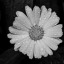 x-highly-sensitive-x