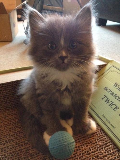 cute-overload:  Lola wanted to stop by and say hello!http://cute-overload.tumblr.com 