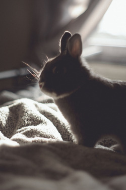 8birds:  bunny bunny on Flickr. 