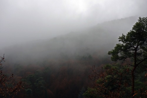 photobookbyrunner:Hazy forest