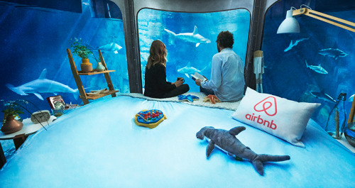 laqueus: cynicalpie: archatlas: Underwater Shark Suite Would you sleep in this shark suite? French d