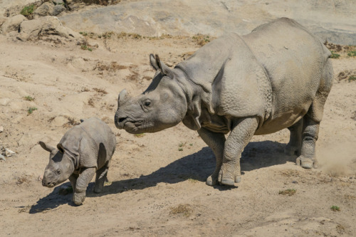 &ldquo; Summer Baby Boom at San Diego Zoo Safari Park &rdquo; ☛ http://bit.ly/1H4qgBK Photography fr