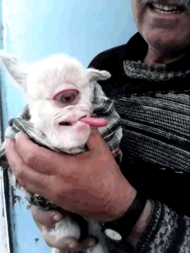 strangebiology:  Living cyclopic baby goat. Usually animals with cyclopia (or its