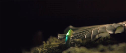 blazepress:  Digital Projection Mapping Turns the Forest into a Glowing Wonderland 
