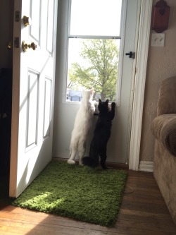 gem-twin-moons:  they were standing like that for a long time, so then I got them a stool 😂🌹💚💕 