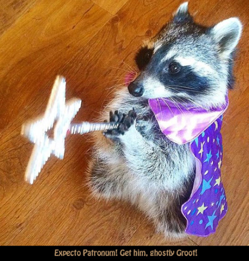 wizard raccoon | Tumblr
