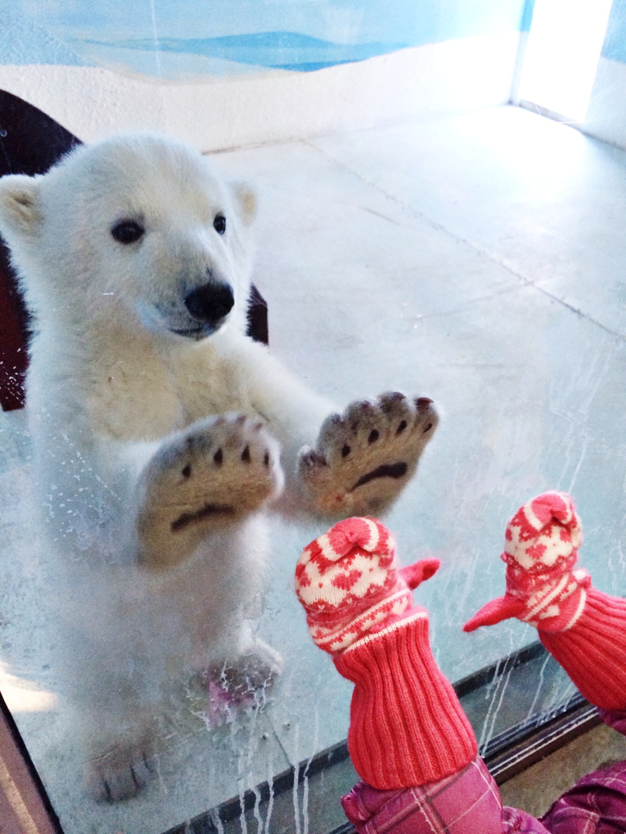 awwww-cute:  play with me! 