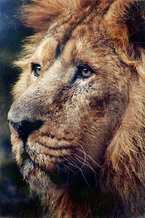 r2&ndash;d2:  Lions Mane by (Goncalo Martins) 