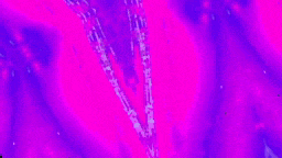 ericaofanderson:  Purple Stuff. 