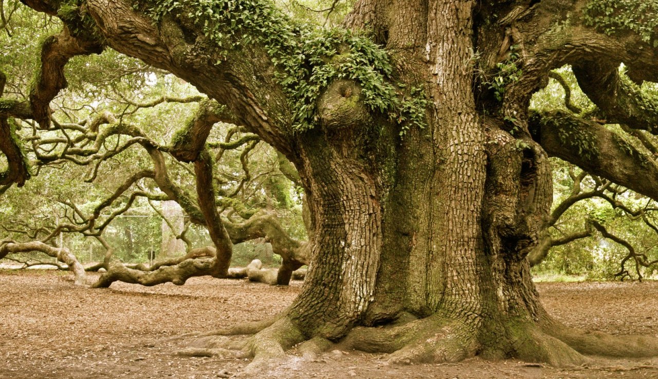 coolkenack:  Since everyone seems to love the photo of the Angel Oak I posted here