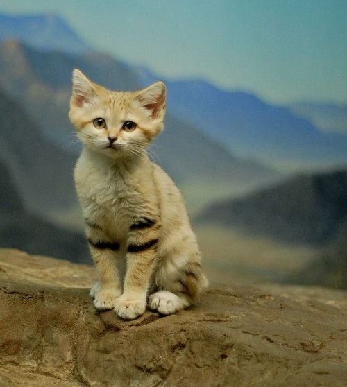 biology-online:  The fur on the soles of the sand cat’s feet prevents them from sinking in soft sand, and also makes their tracks almost invisible. They will drink water if it is available but can survive on the moisture received from their prey.