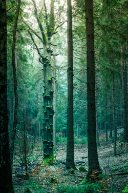 nostalgic-dreaming:  mysthischer Wald by phil_theone on Flickr. 
