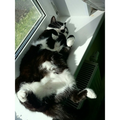 Porn Pics #sunbathing 🐈   #cat #cats #kitty