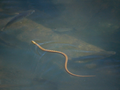 wapiti3:Natrix maura - Viperine snakeNatrix maura is a natricine water snake of the genus Natrix. 