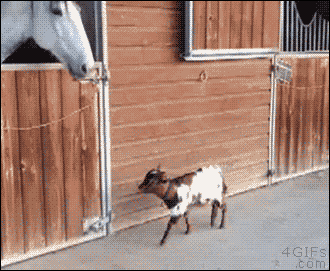 For animated GIFs — Goat and horse BFF [video]