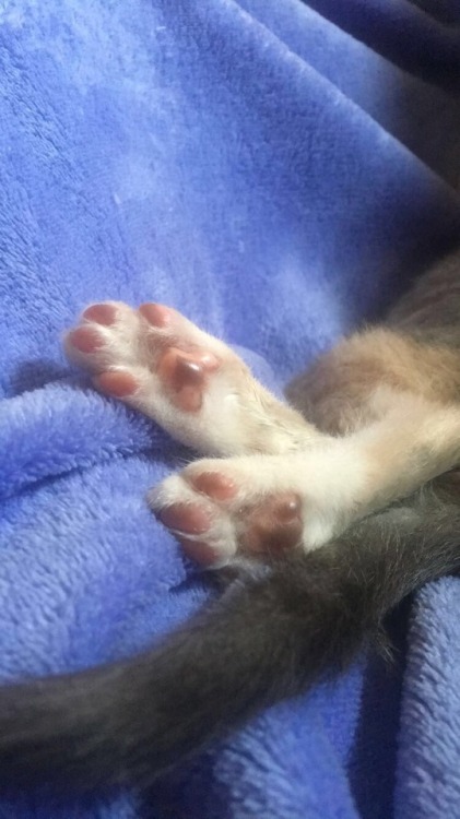 firmly-grasp-it: BREAKING NEWS!! Toe beans