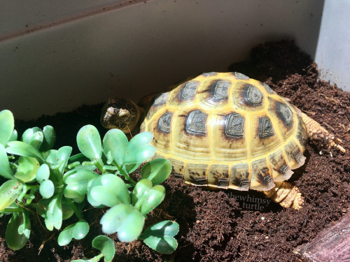 Take that, plastic plants!  You may keep trying to take over my favorite corner, but I will kick you