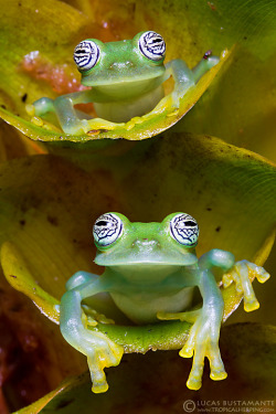 earthlynation:  Lemon Glass Frog (Sachatamia ilex) (by Lucas M. Bustamante-Enríquez) 