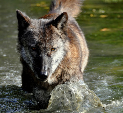 llbwwb:  Water Wolf (by Eve’sNature)