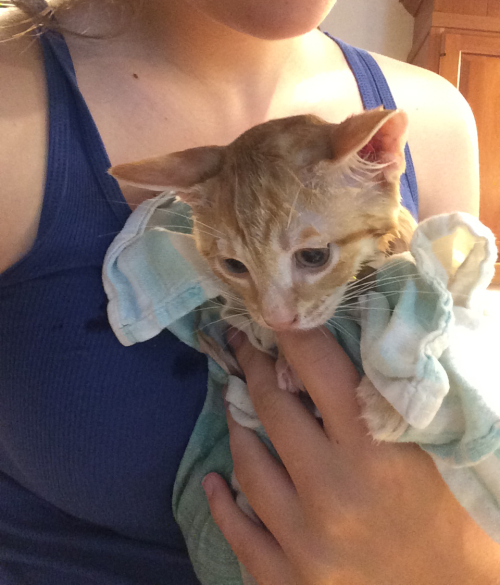 bilbo had to take a bath and he is extraordinarily unhappy