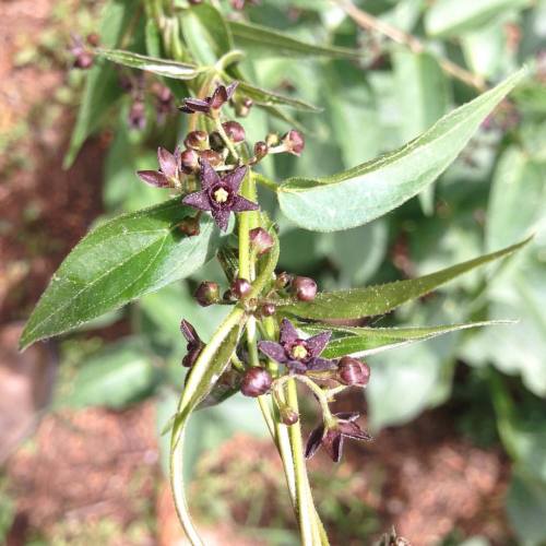 #black #swallowwort #Cyanchumlouiseae ? #Cyanchum #Vincetoxicum #Asclepiadaceae #Apocynaceae @arnold