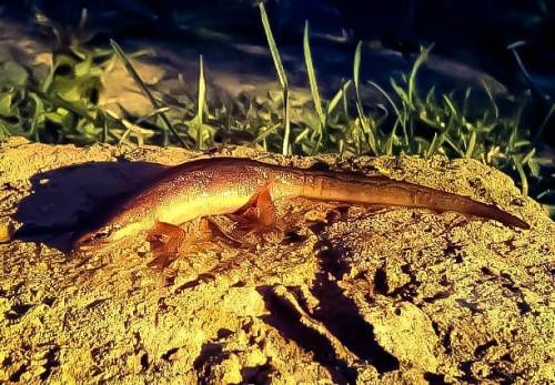 Sooo…, they still live here! #Nature #Amphibian #Amphibien #Salamander #Salamandre #Animals #